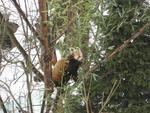 Panda červená