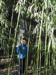 Panda a bambus