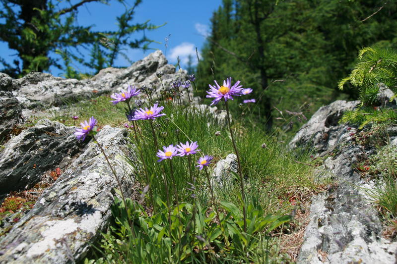 Kytičky