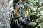 Krab