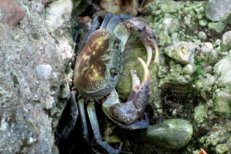 Krab