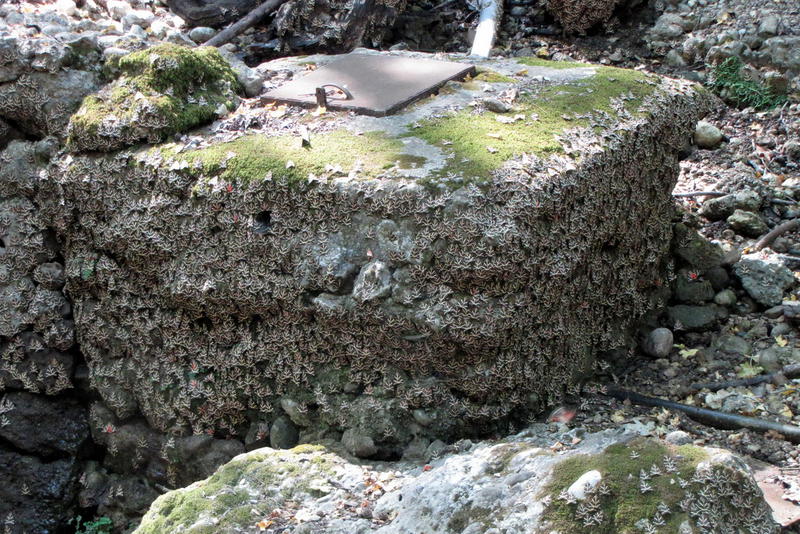 Motýli