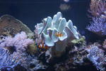 Merlin a Nemo