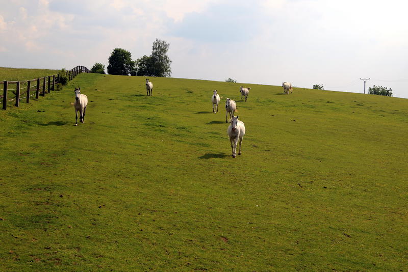 Pastvina