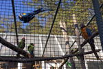 Papoušci v ZOO Děčín
