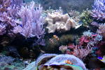 Finding Nemo