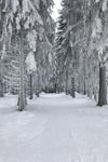 Bílý les