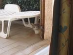 Kočka na terase