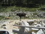 Krávy u silničky
