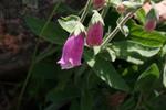 Flora 7