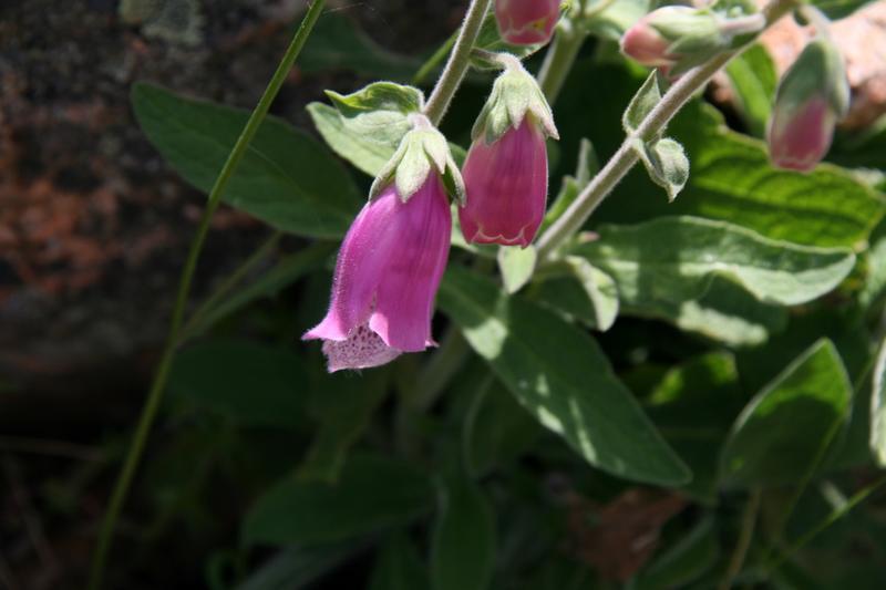 Flora 7