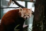 Liberecká Panda