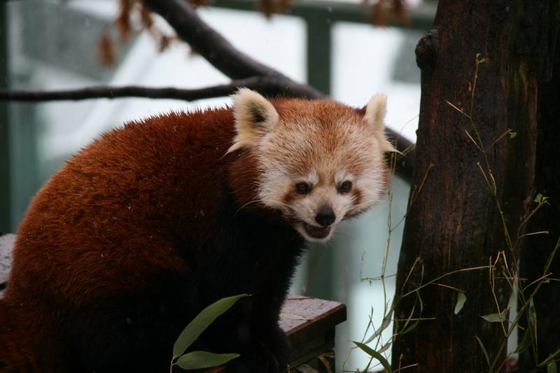 Liberecká Panda