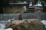 Zmrzlá surikata