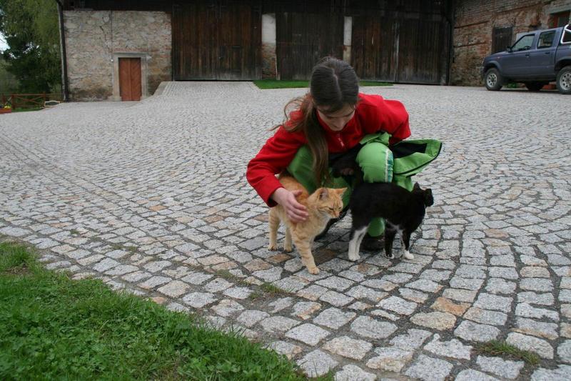 Koťátka