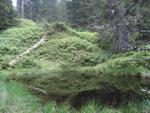 Rauriser Urwald